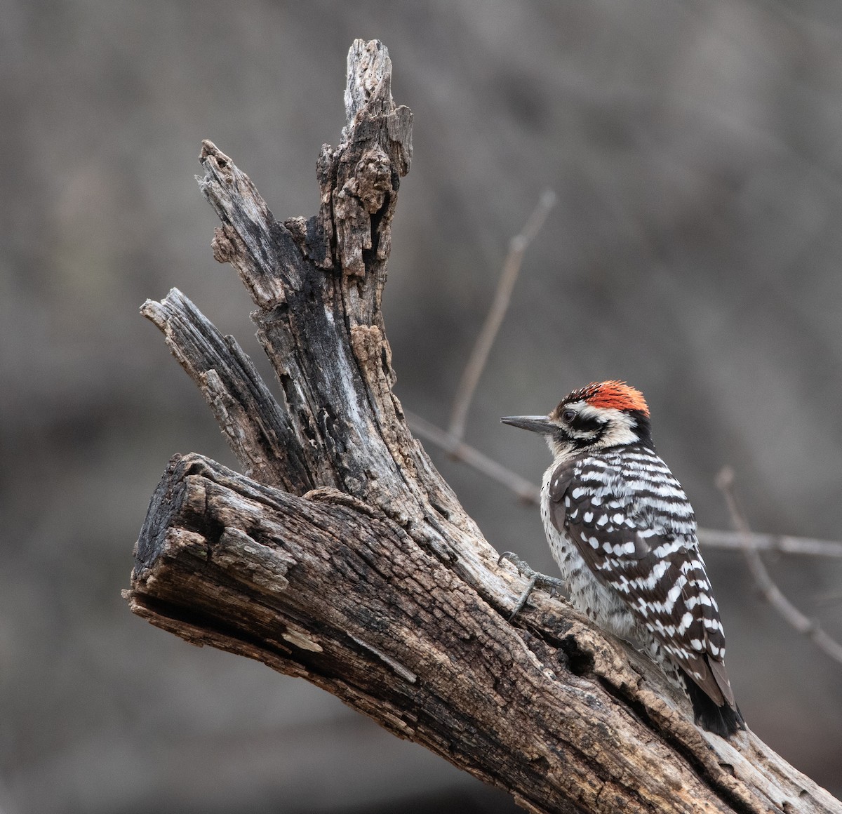 Ladder-backed Woodpecker - ML617009500