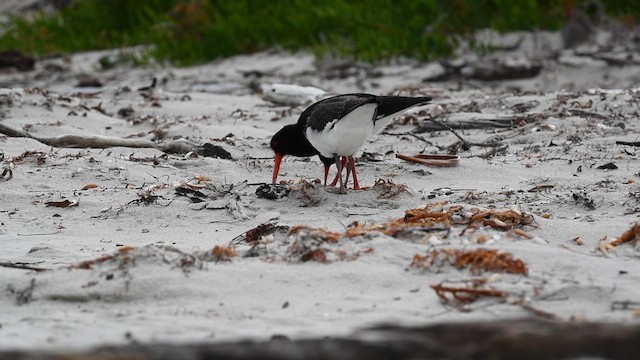 Pied Oystercatcher - ML617009508