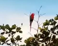 Red-and-green Macaw - Fernando Oliverio Espalliat Cabrera