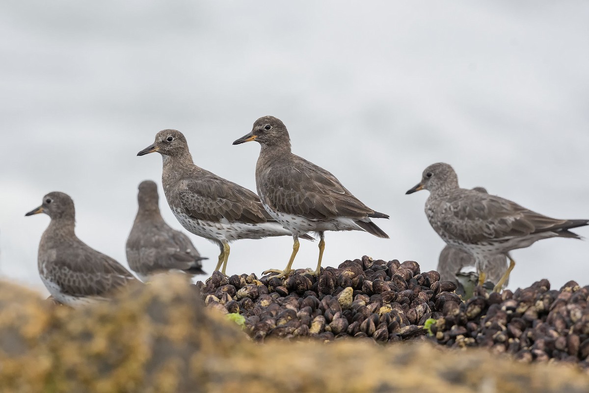 Surfbird - ML617009550