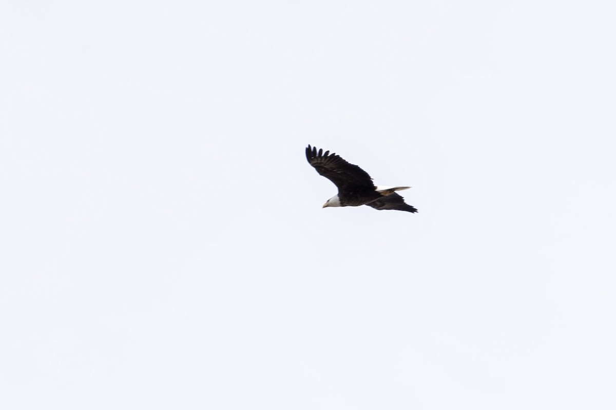 Ak Başlı Kartal - ML617009553