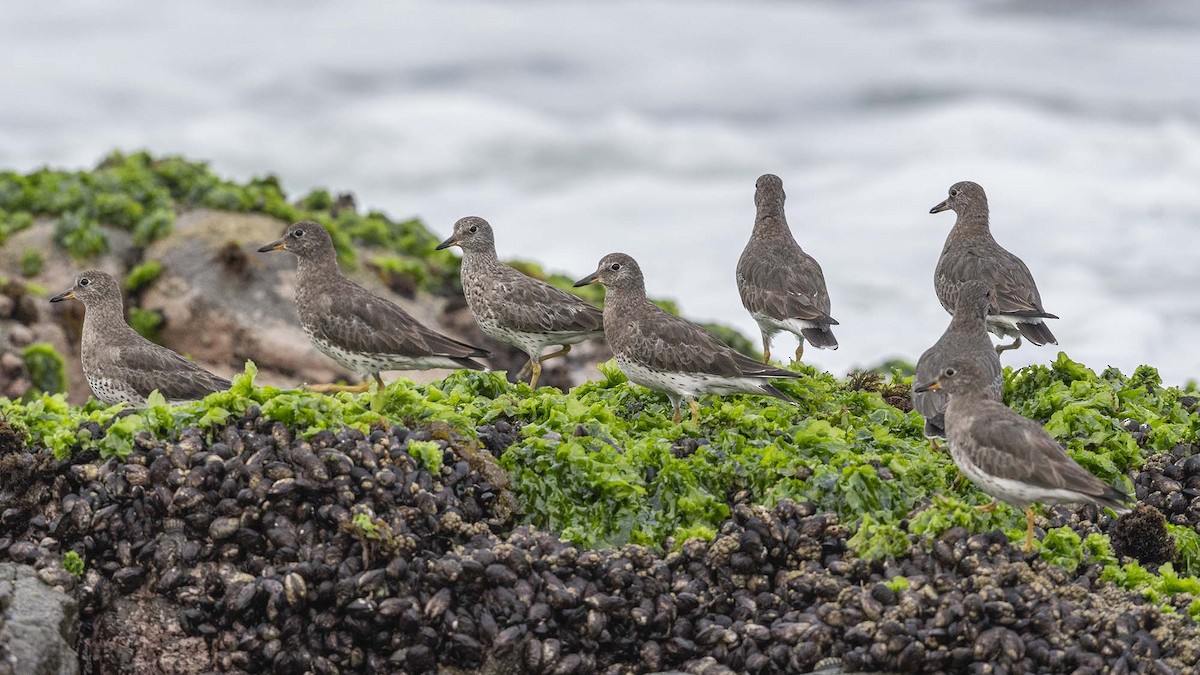 Surfbird - VERONICA ARAYA GARCIA