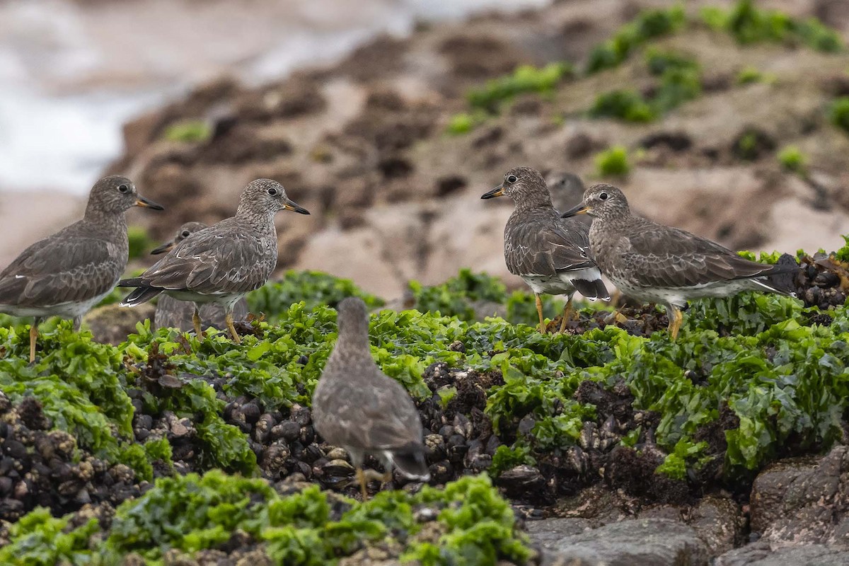 Surfbird - ML617009556