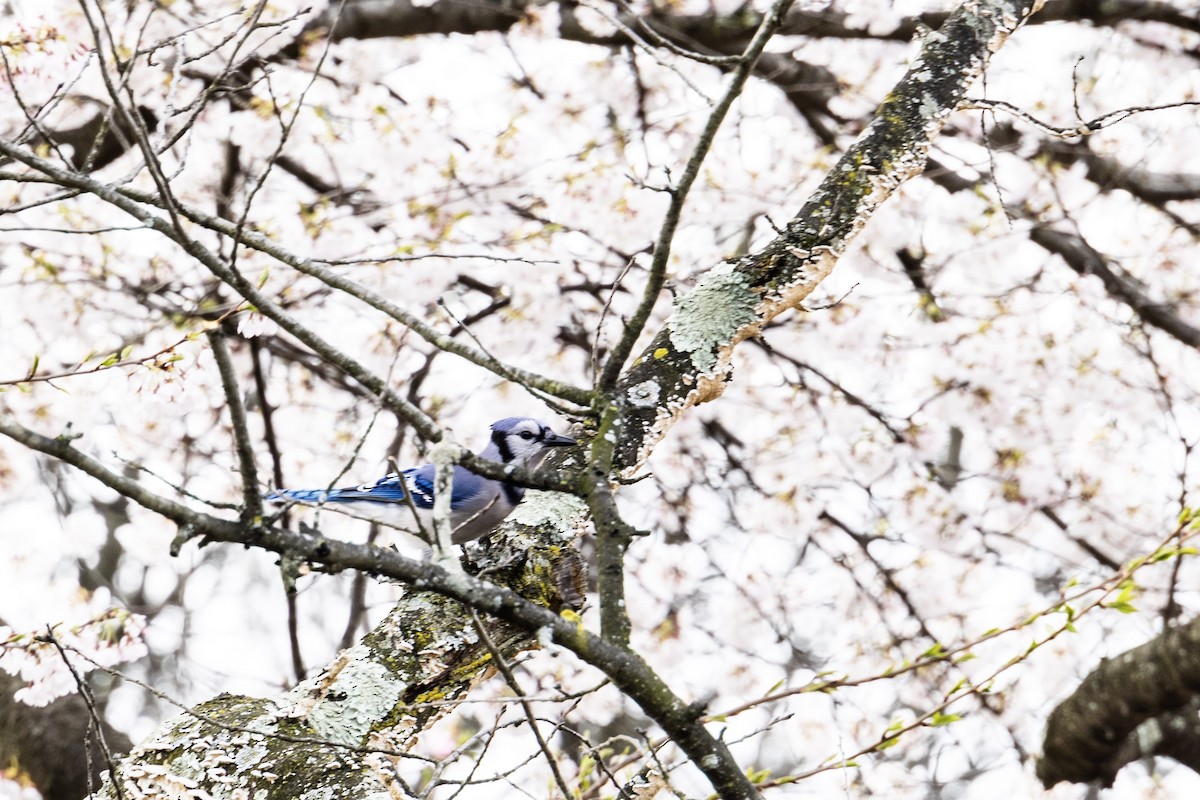 Blue Jay - ML617009558