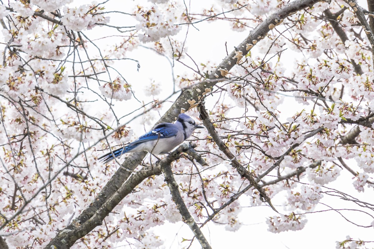 Blue Jay - ML617009559