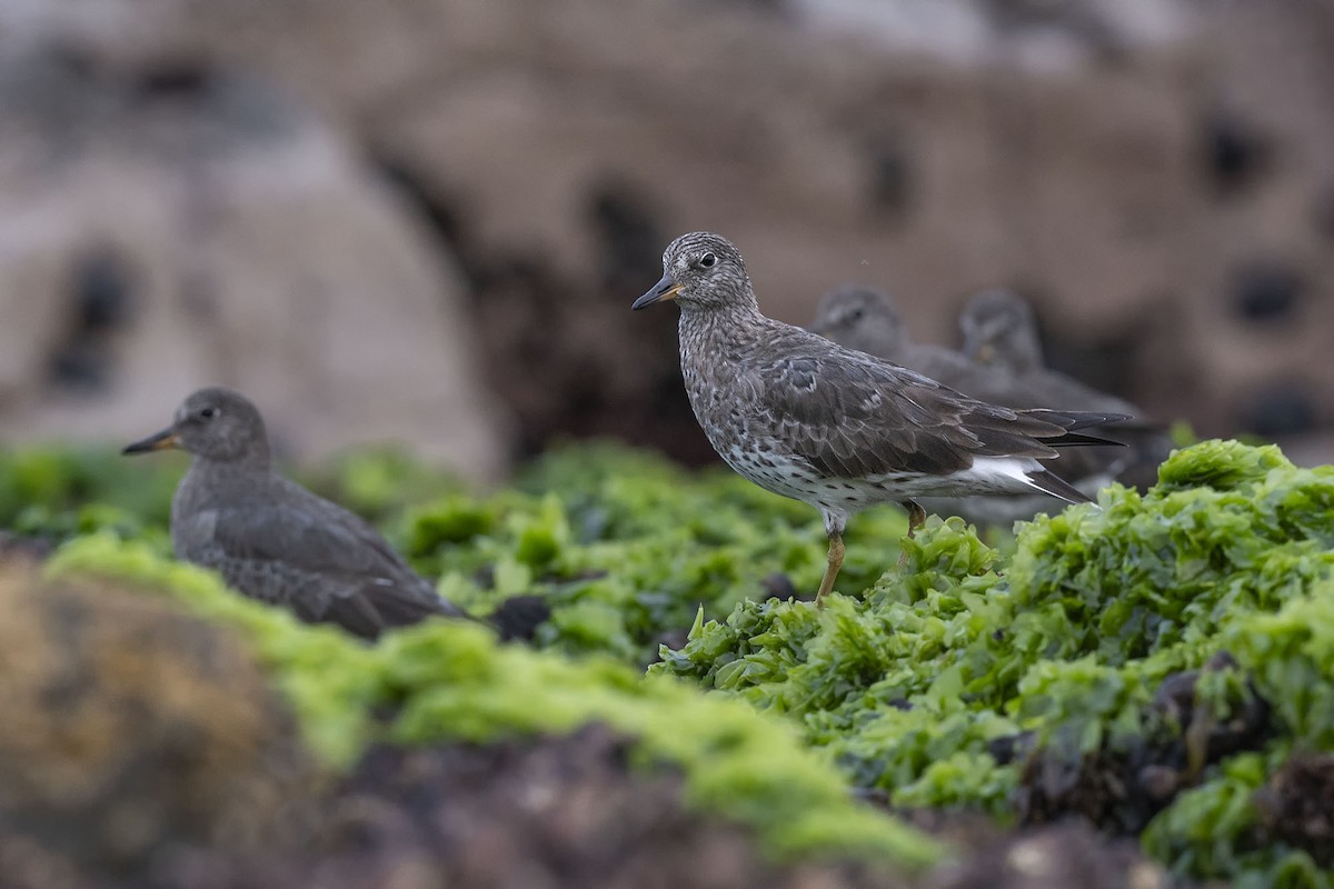 Surfbird - ML617009575