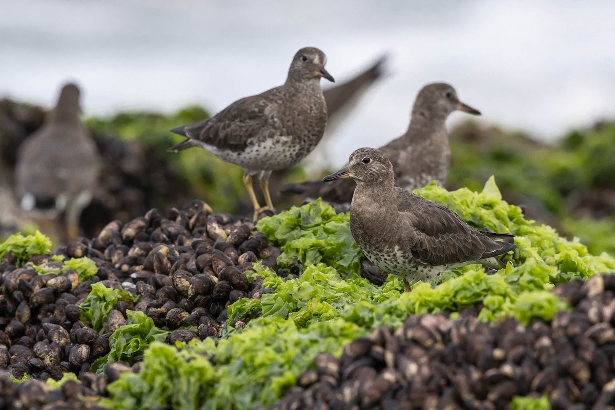 Surfbird - ML617009576