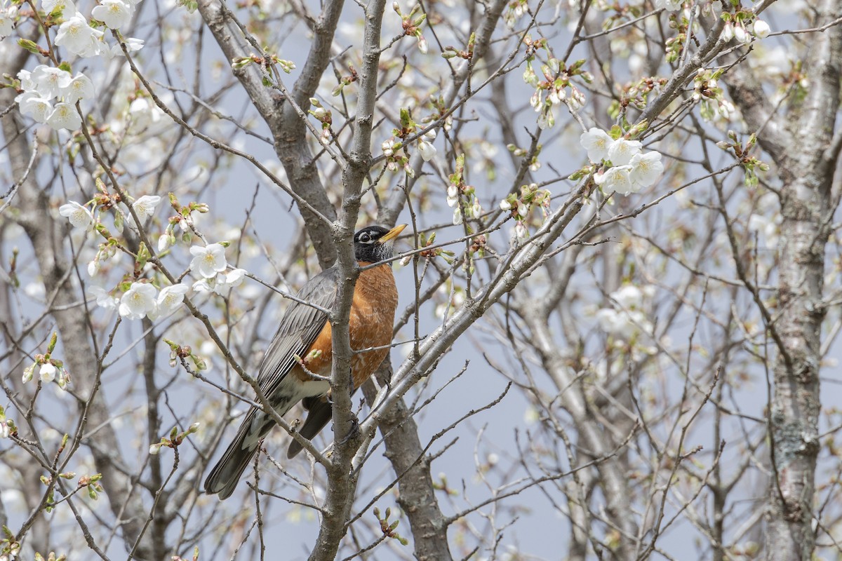 American Robin - ML617009584