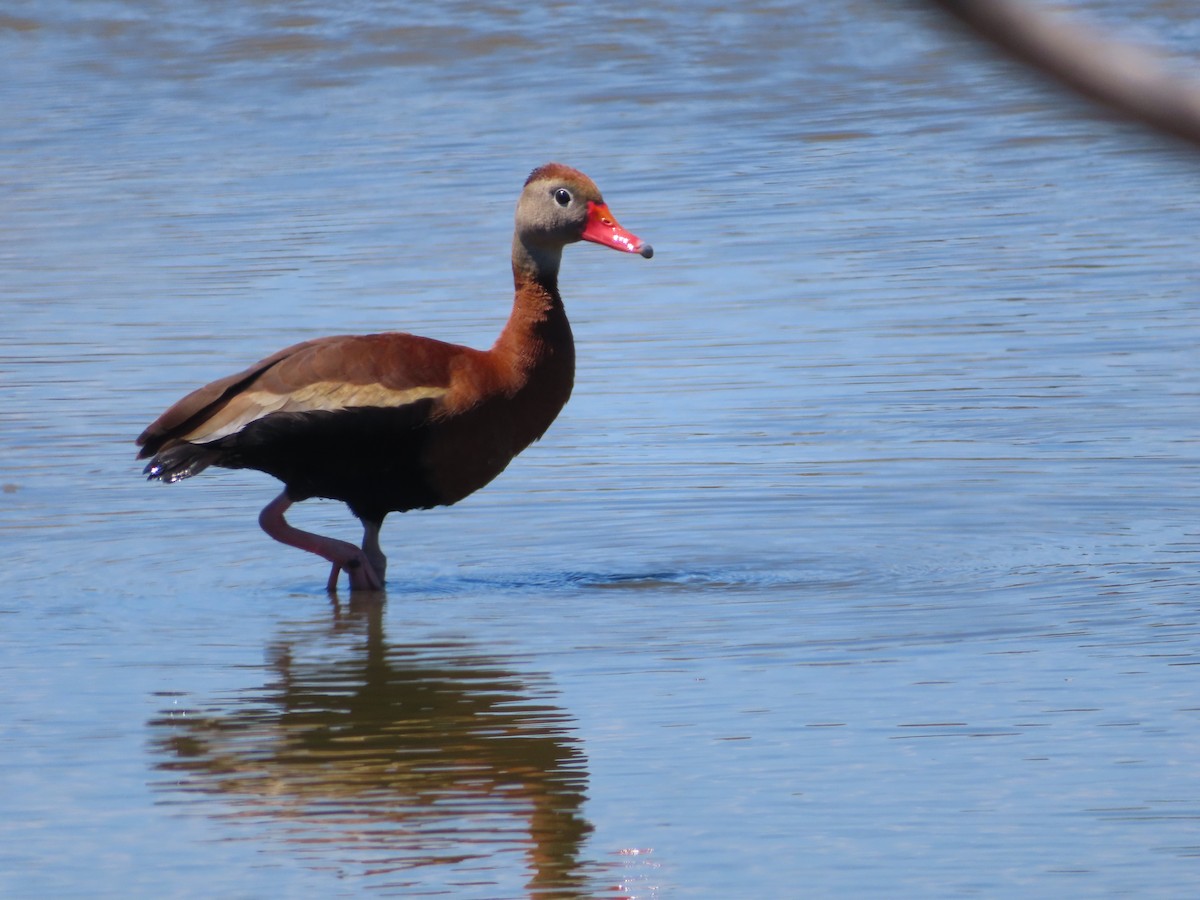 Black-bellied Whistling-Duck - ML617009681