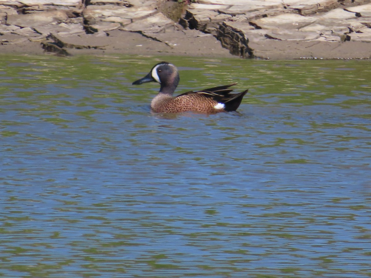 Blue-winged Teal - ML617009690
