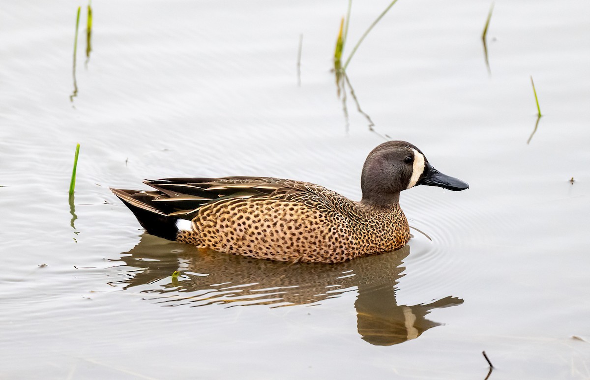 Blue-winged Teal - ML617009691