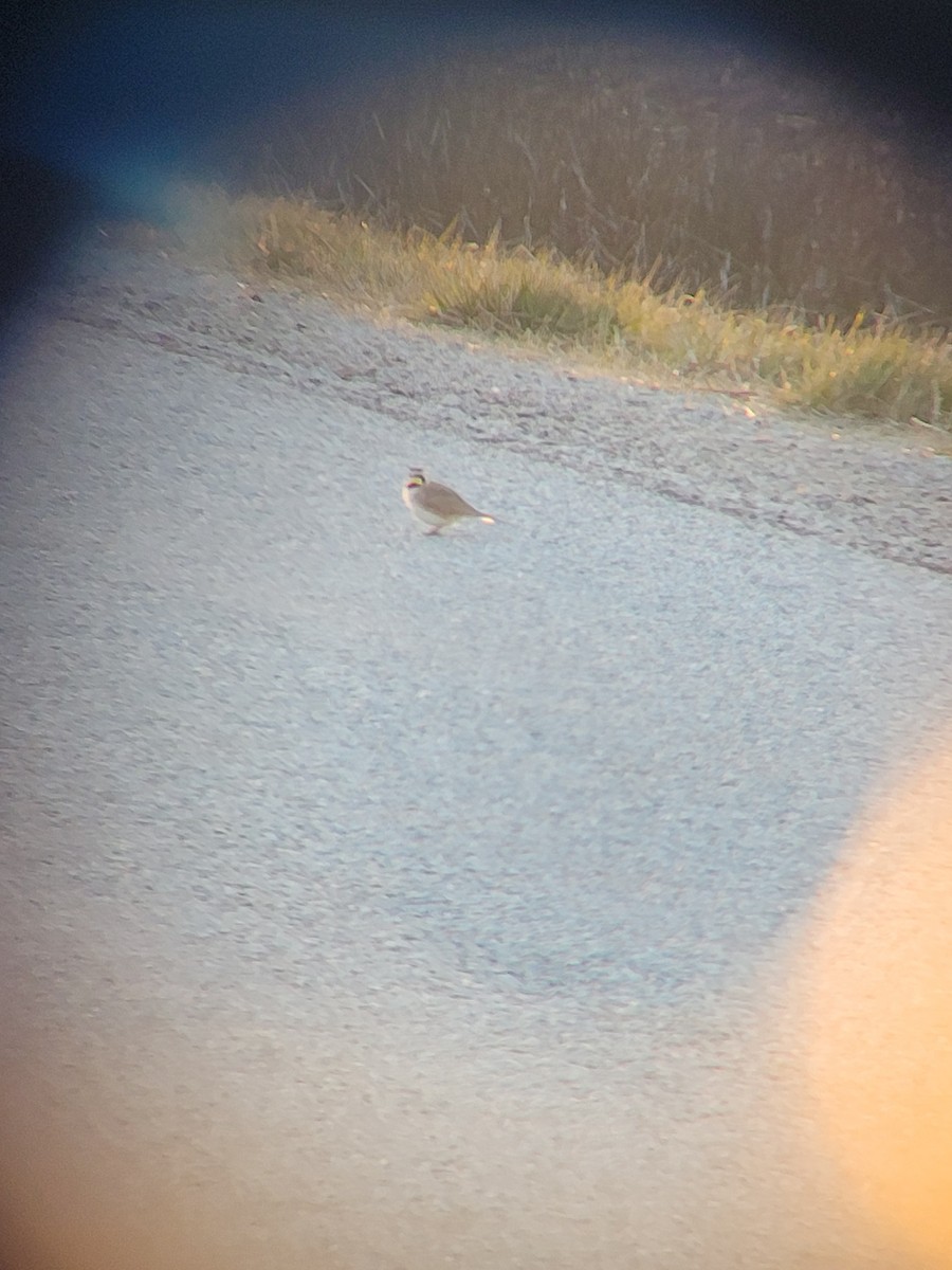 Horned Lark - ML617009692