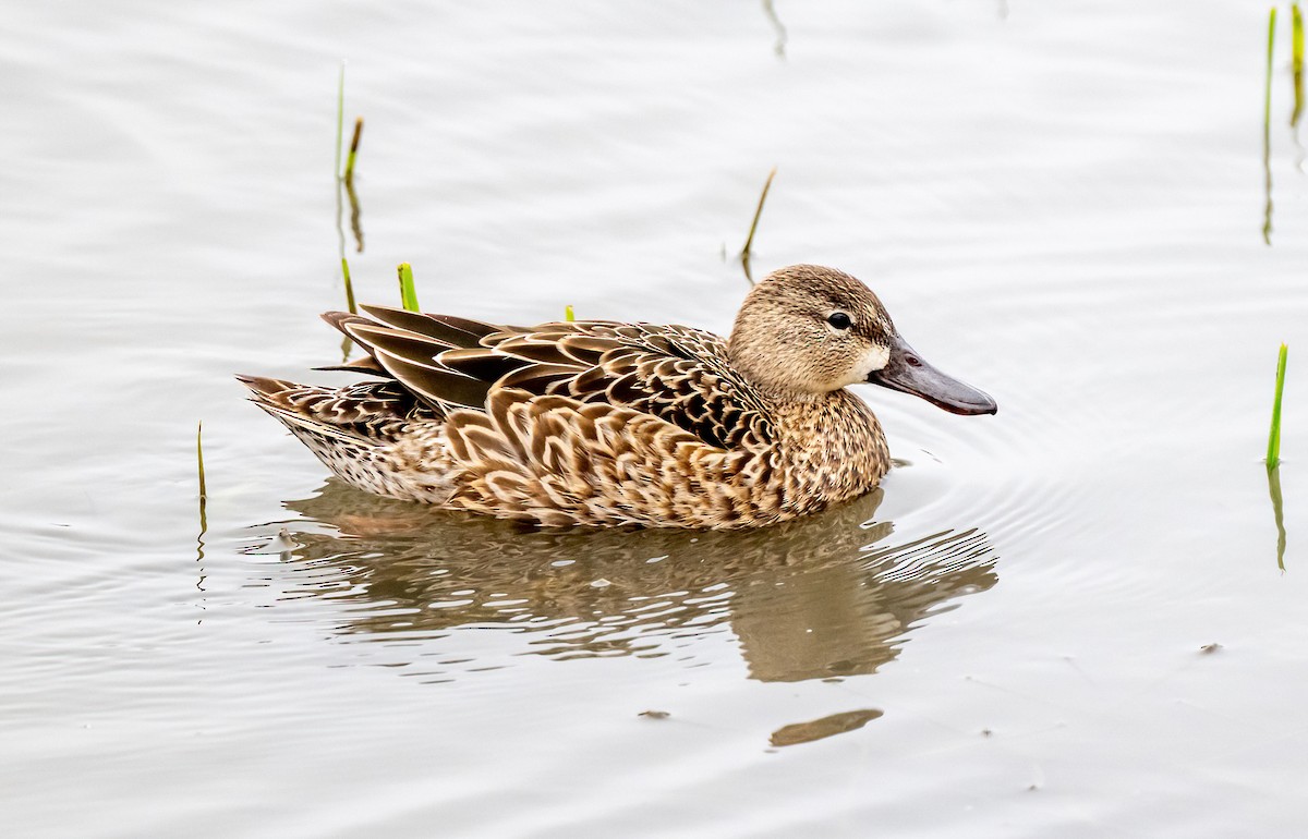 Blue-winged Teal - ML617009693