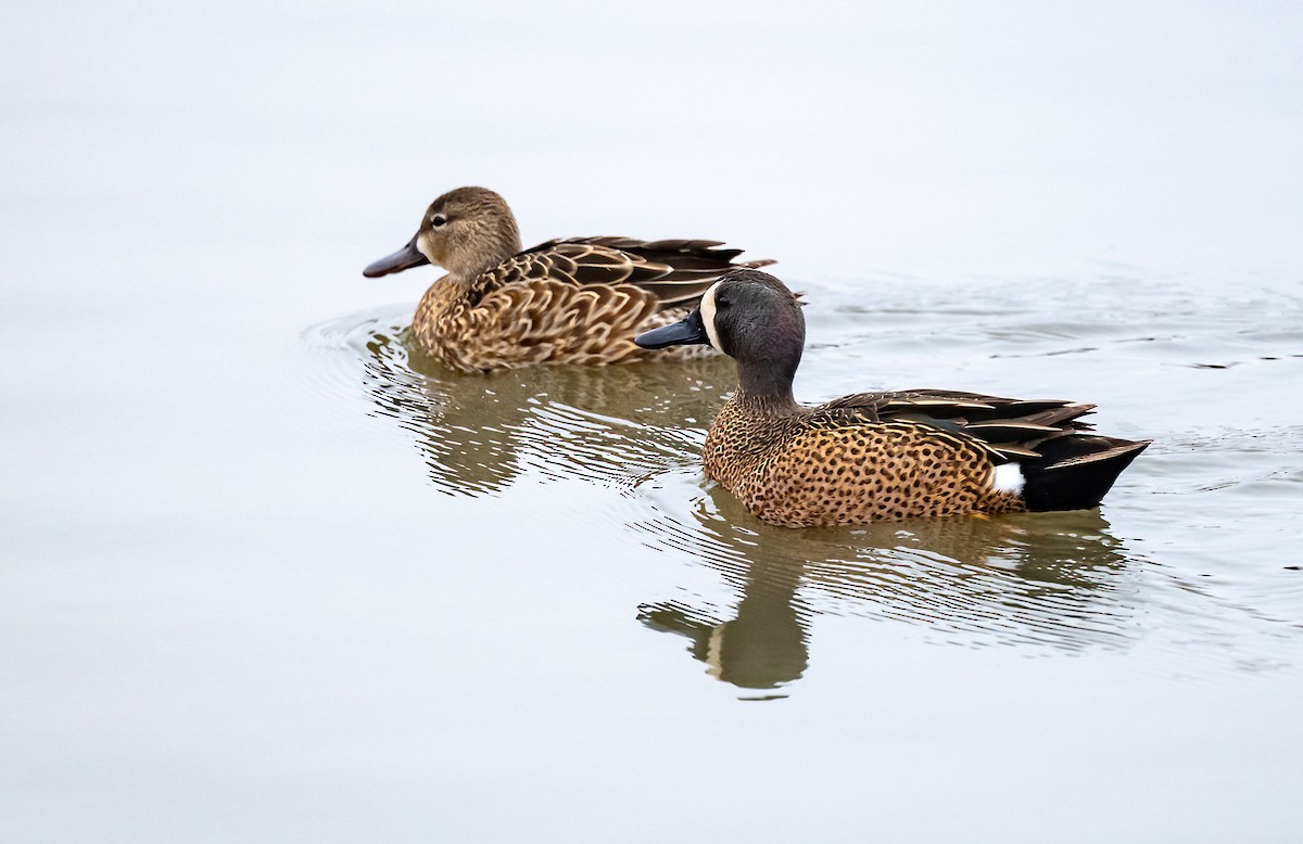 Blue-winged Teal - ML617009694