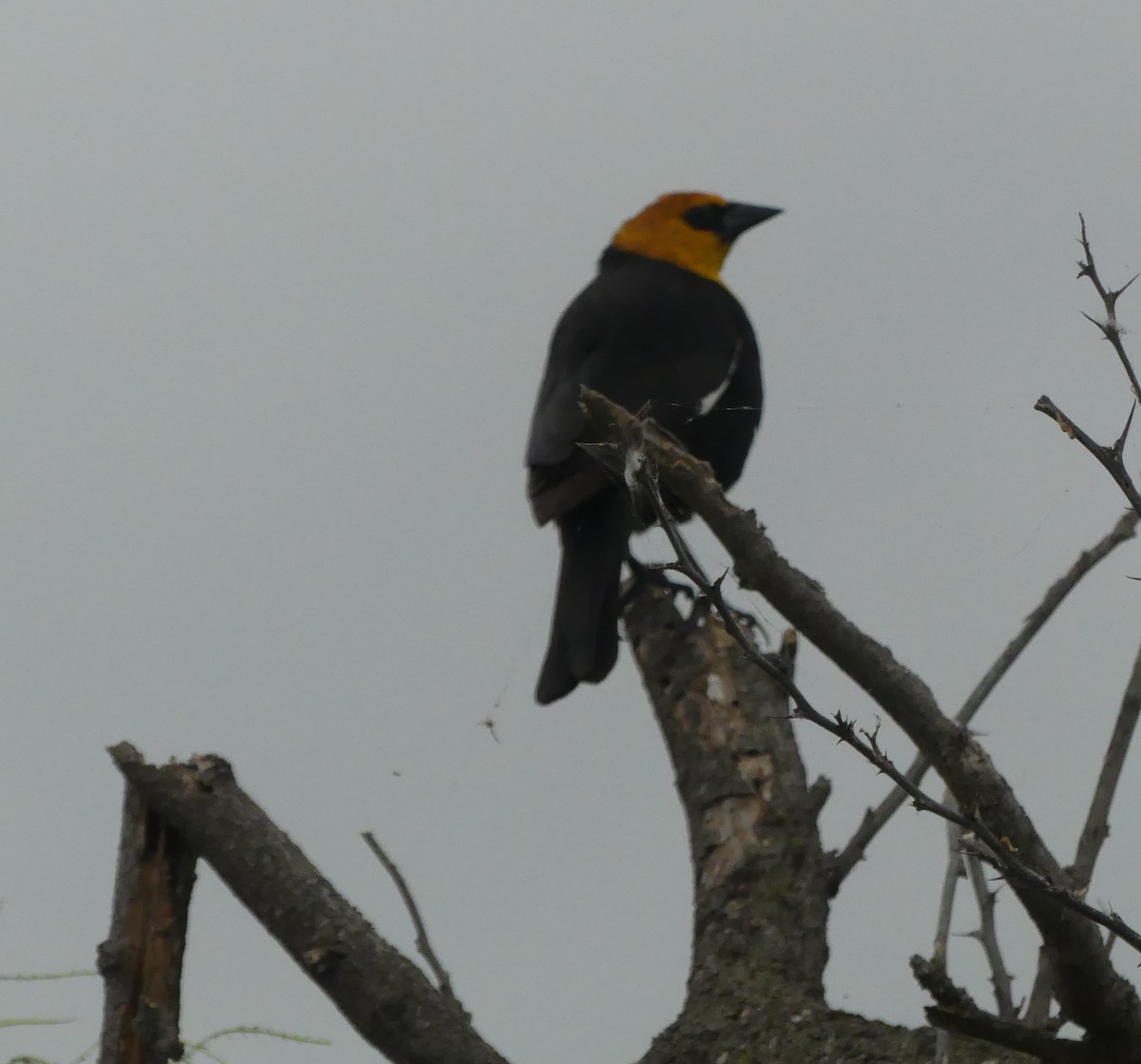 Yellow-headed Blackbird - ML617009733