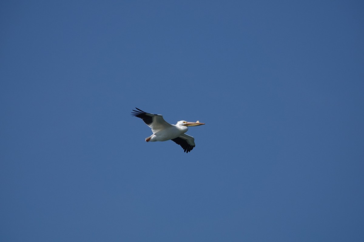 American White Pelican - ML617009735