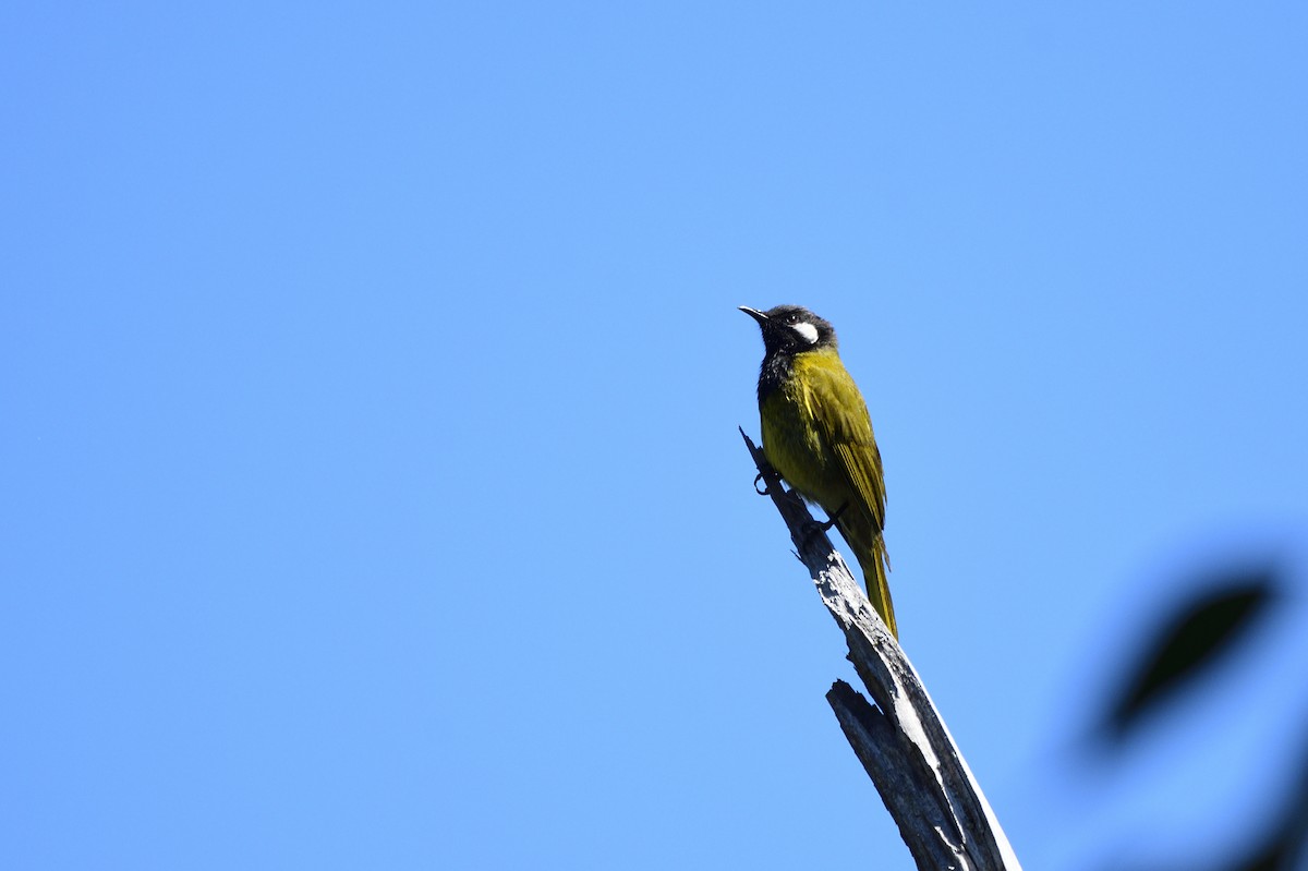 White-eared Honeyeater - ML617009814
