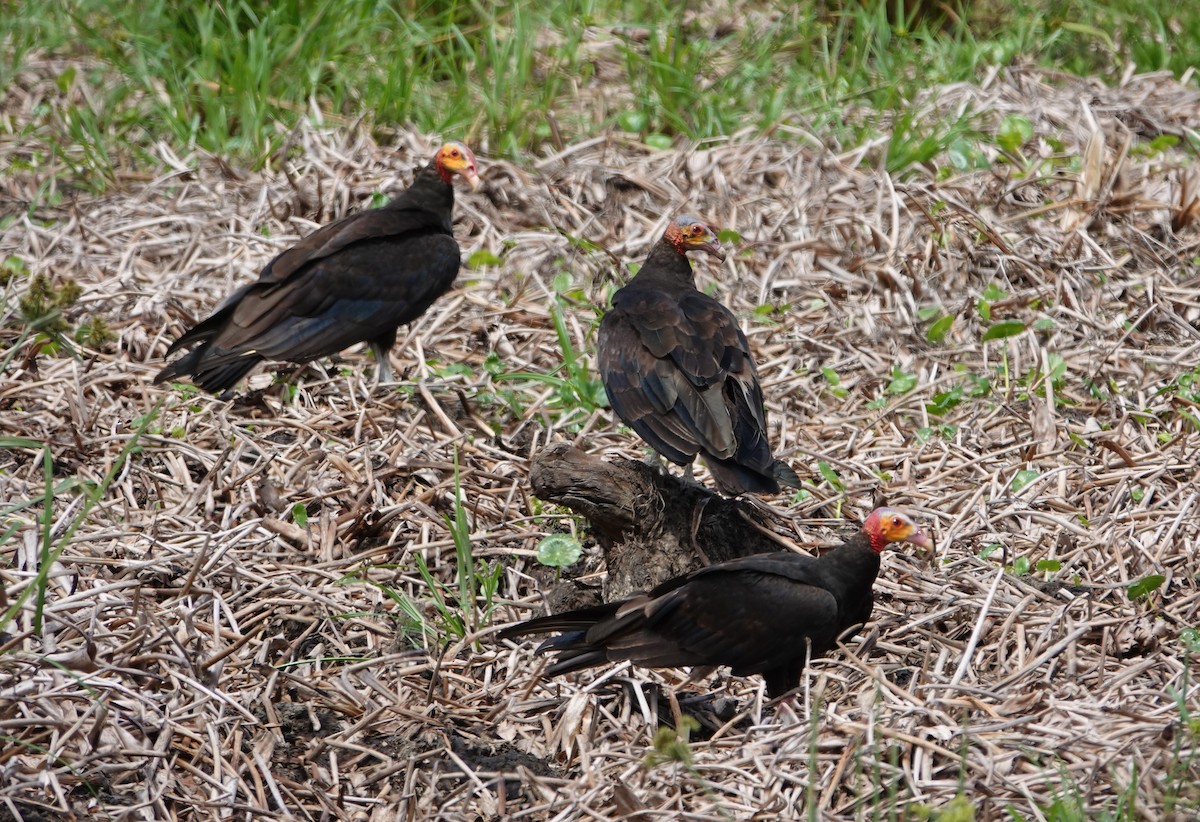 Lesser Yellow-headed Vulture - ML617009858