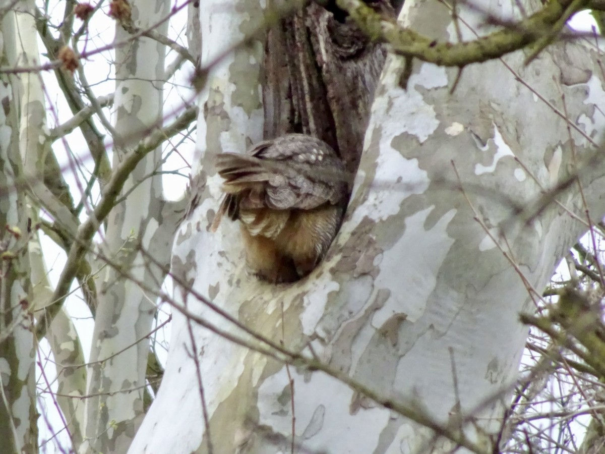 Great Horned Owl - ML617009880