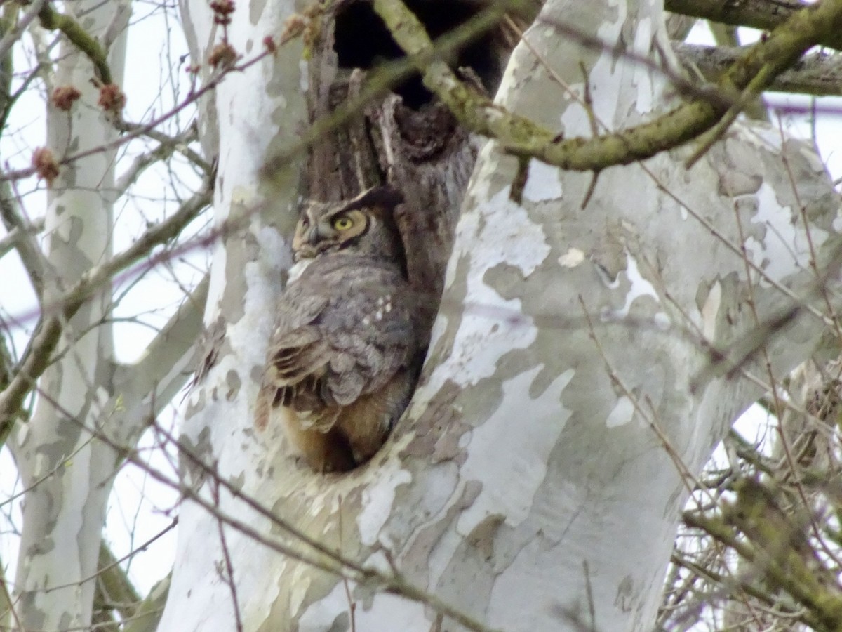 Great Horned Owl - ML617009881