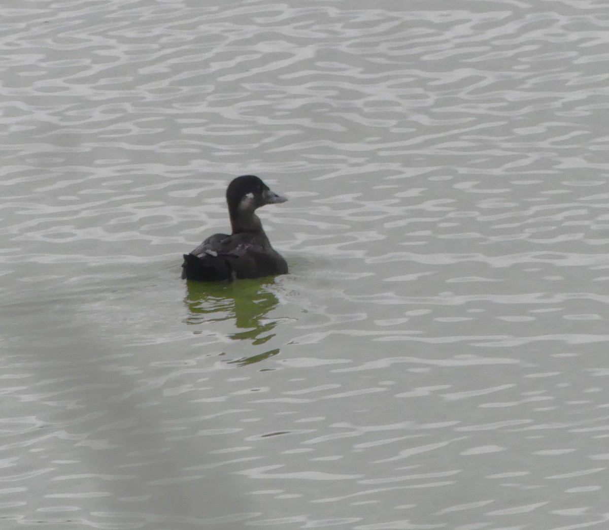 Surf Scoter - ML617009887