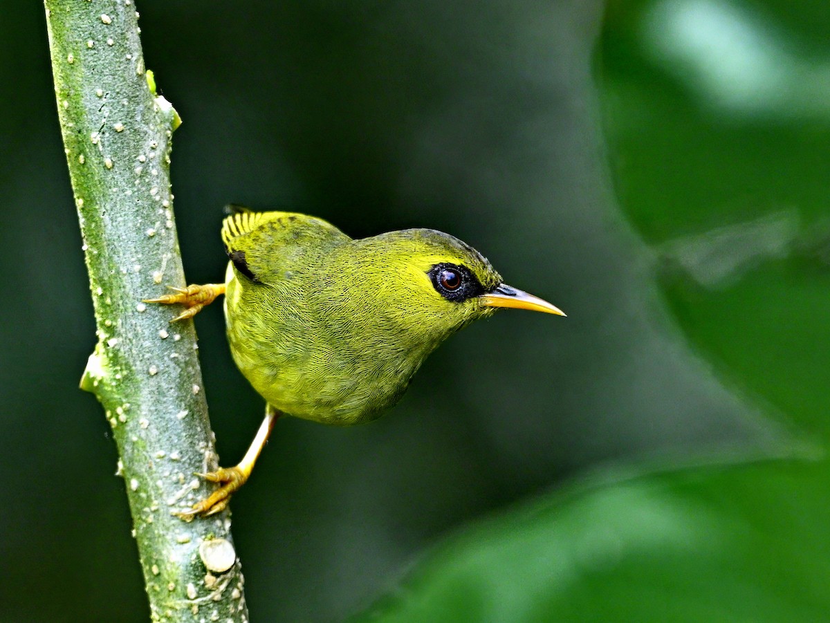 Mountain Black-eye - Amar-Singh HSS