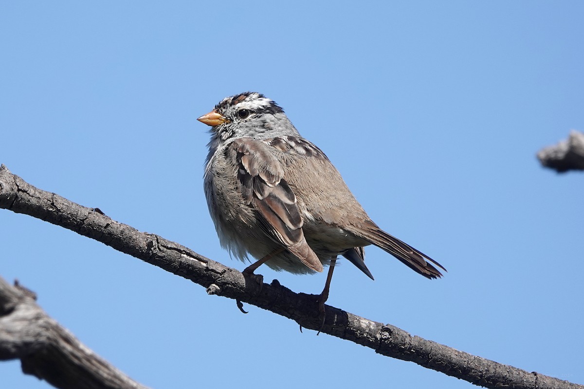White-crowned Sparrow - ML617009931