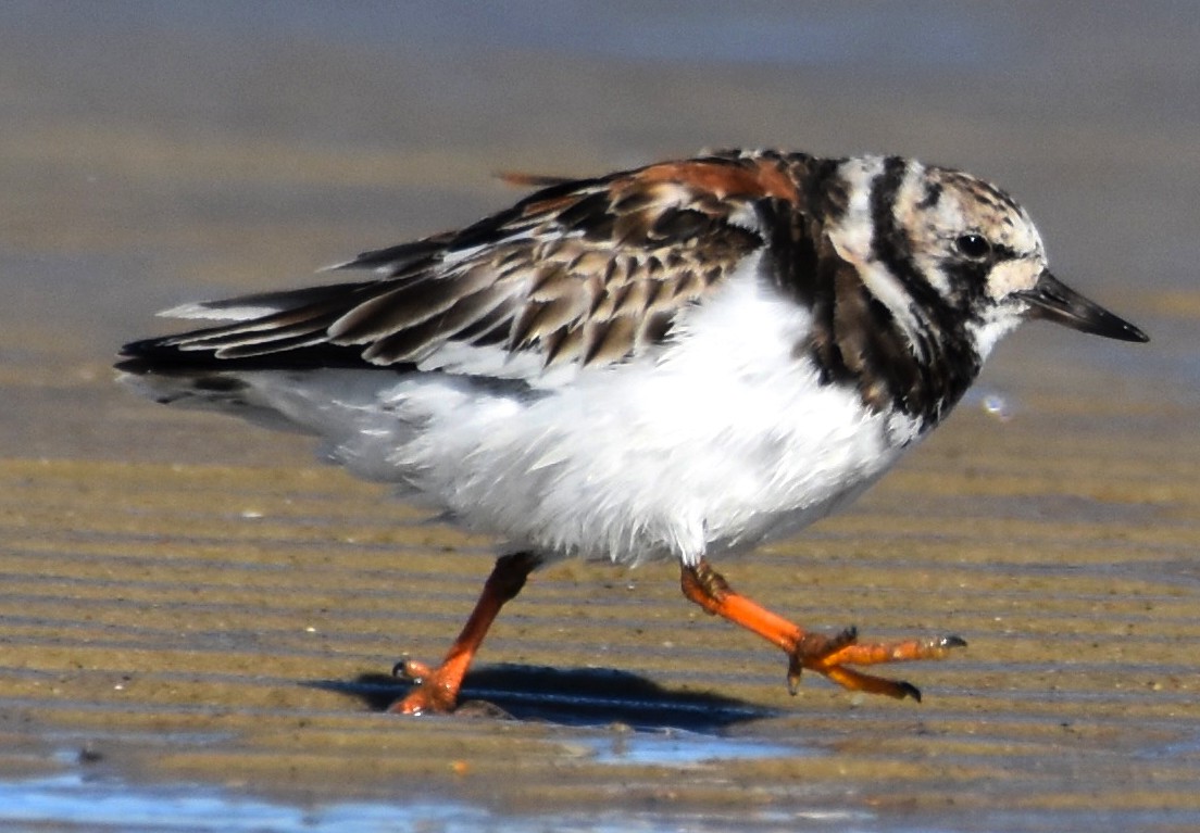 Ruddy Turnstone - ML617009947