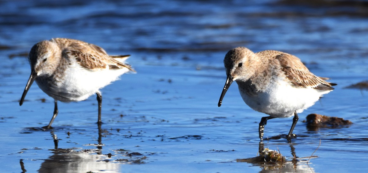 Dunlin - ML617009970