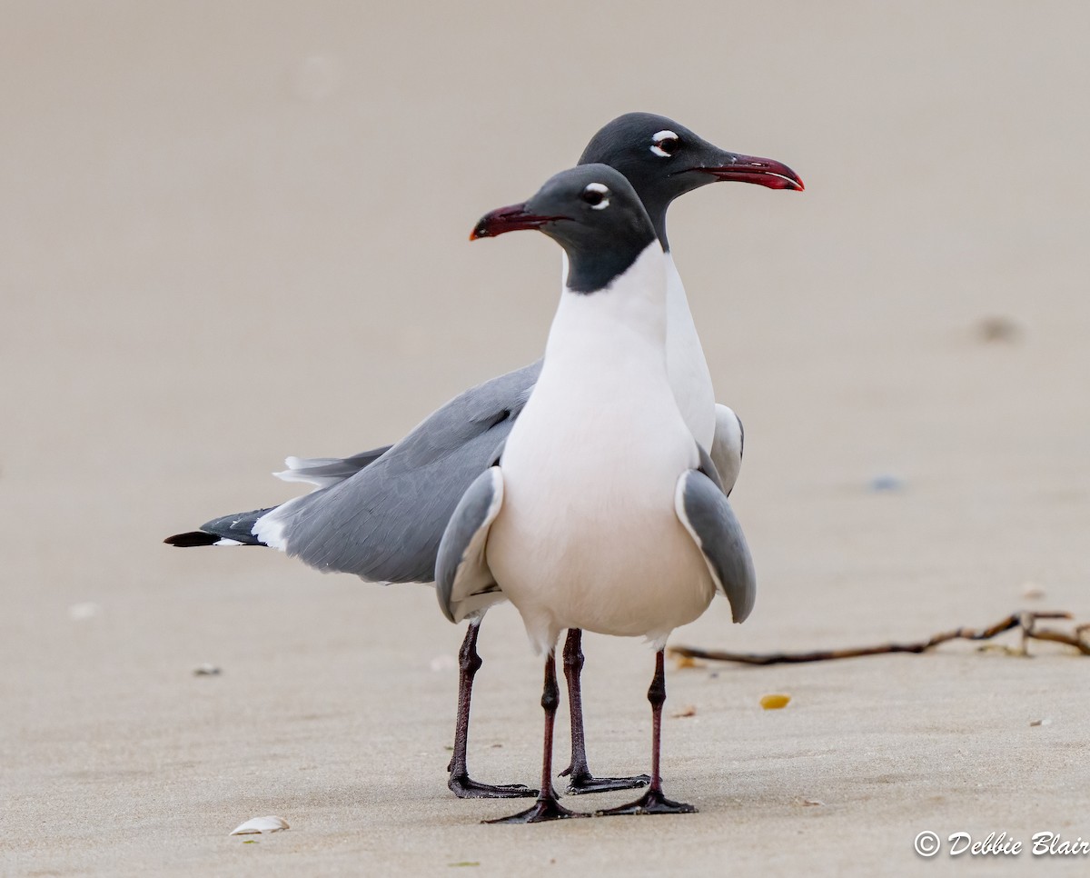 Mouette atricille - ML617009982