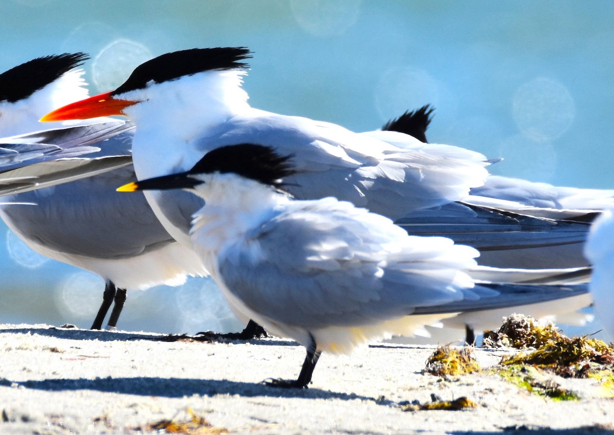 Sandwich Tern - ML617009987