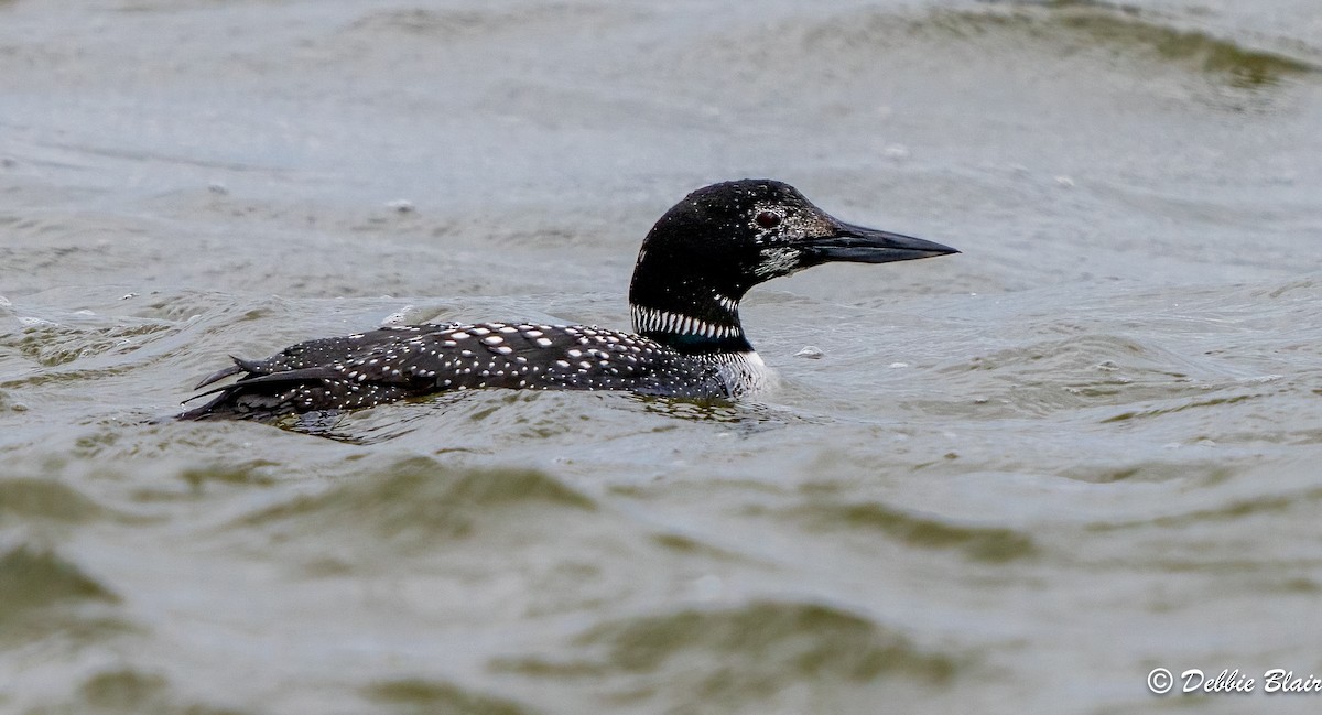 Common Loon - Debbie Blair