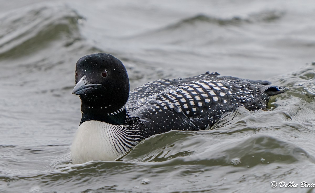 Common Loon - ML617009990