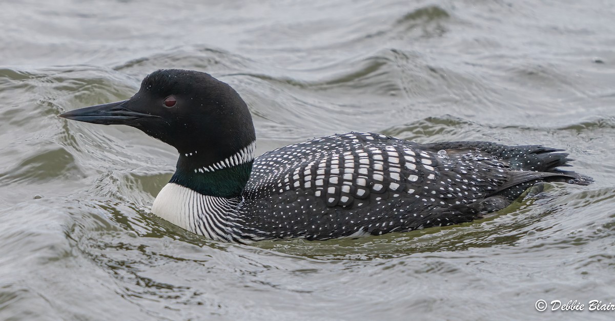 Common Loon - ML617009992