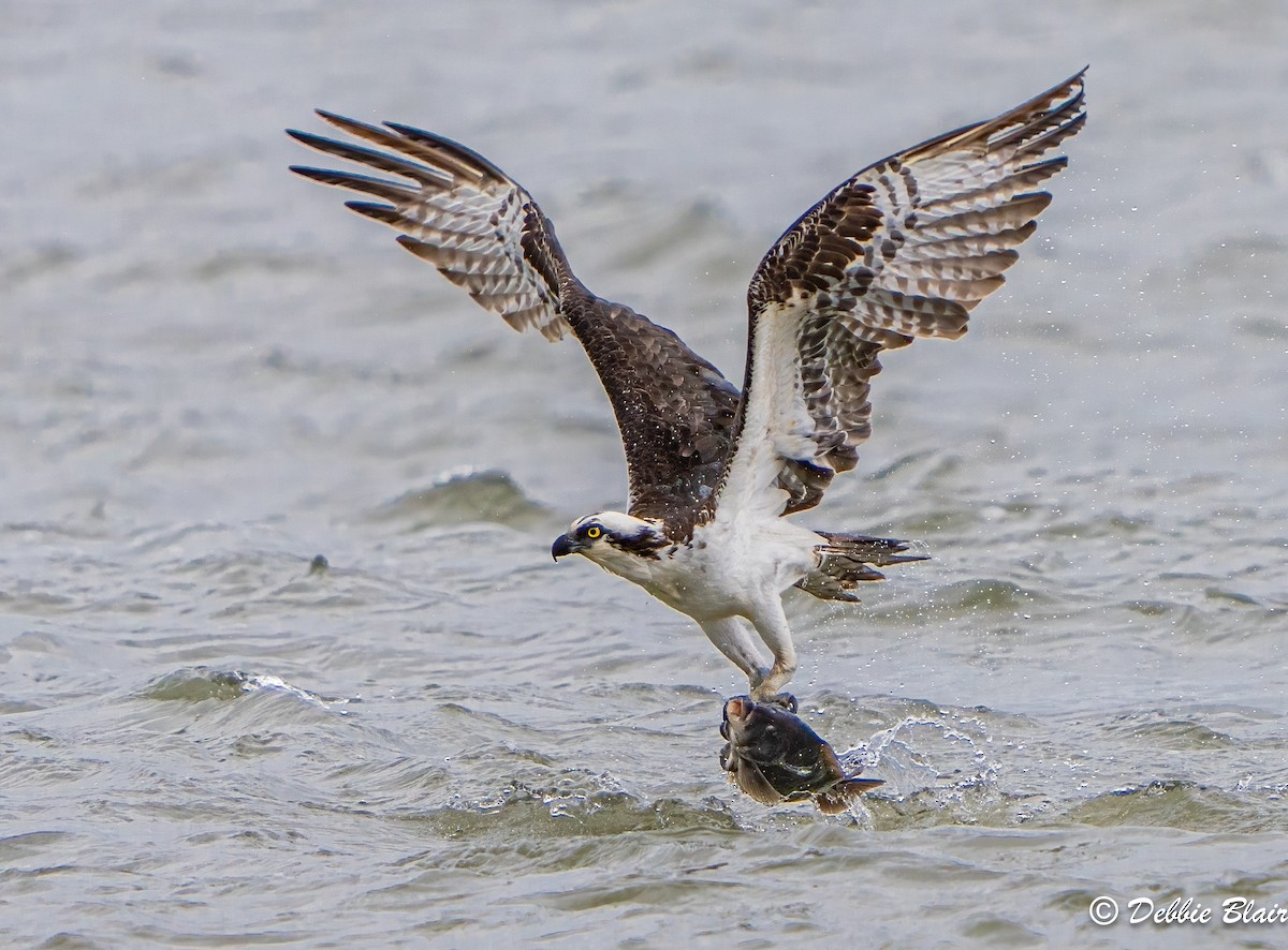 Águila Pescadora - ML617010000