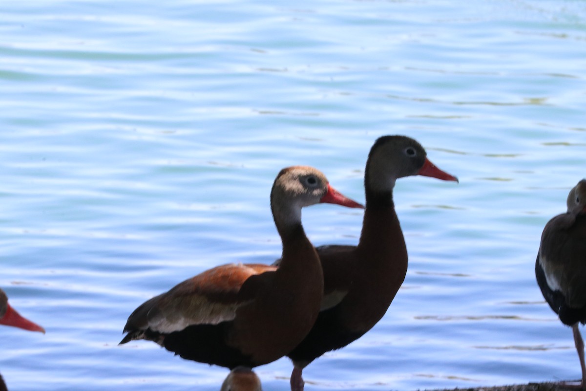 Black-bellied Whistling-Duck - ML617010030