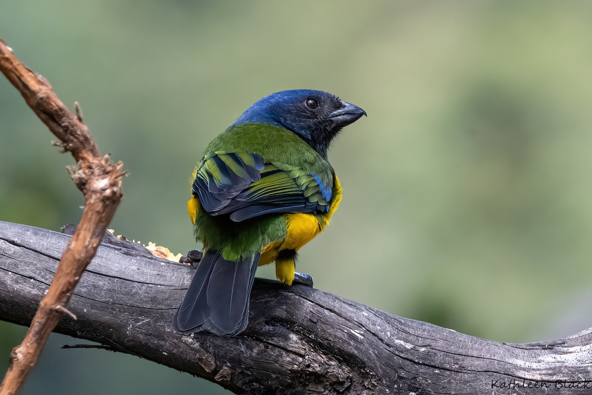 Black-chested Mountain Tanager - Kathleen Black