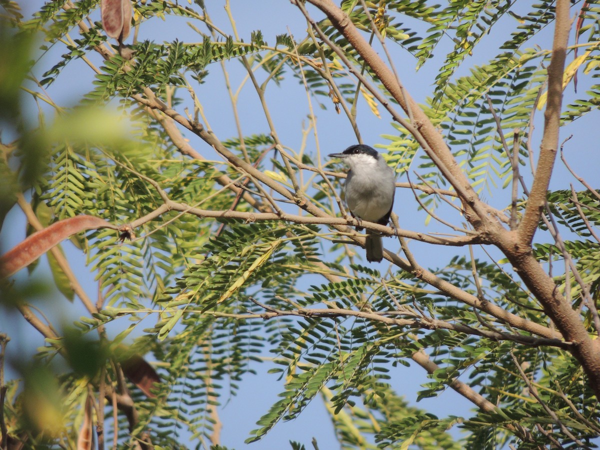 Tropical Gnatcatcher - Carolina Dávila