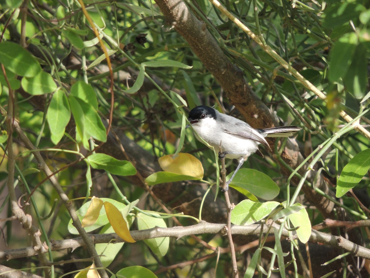 Tropical Gnatcatcher - Carolina Dávila