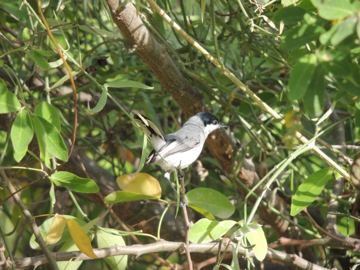 Tropical Gnatcatcher - Carolina Dávila