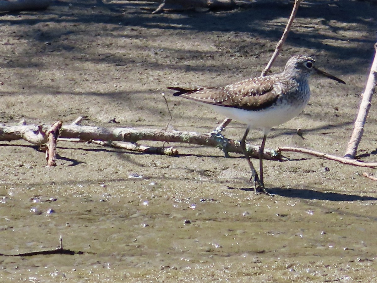 Solitary Sandpiper - ML617010115