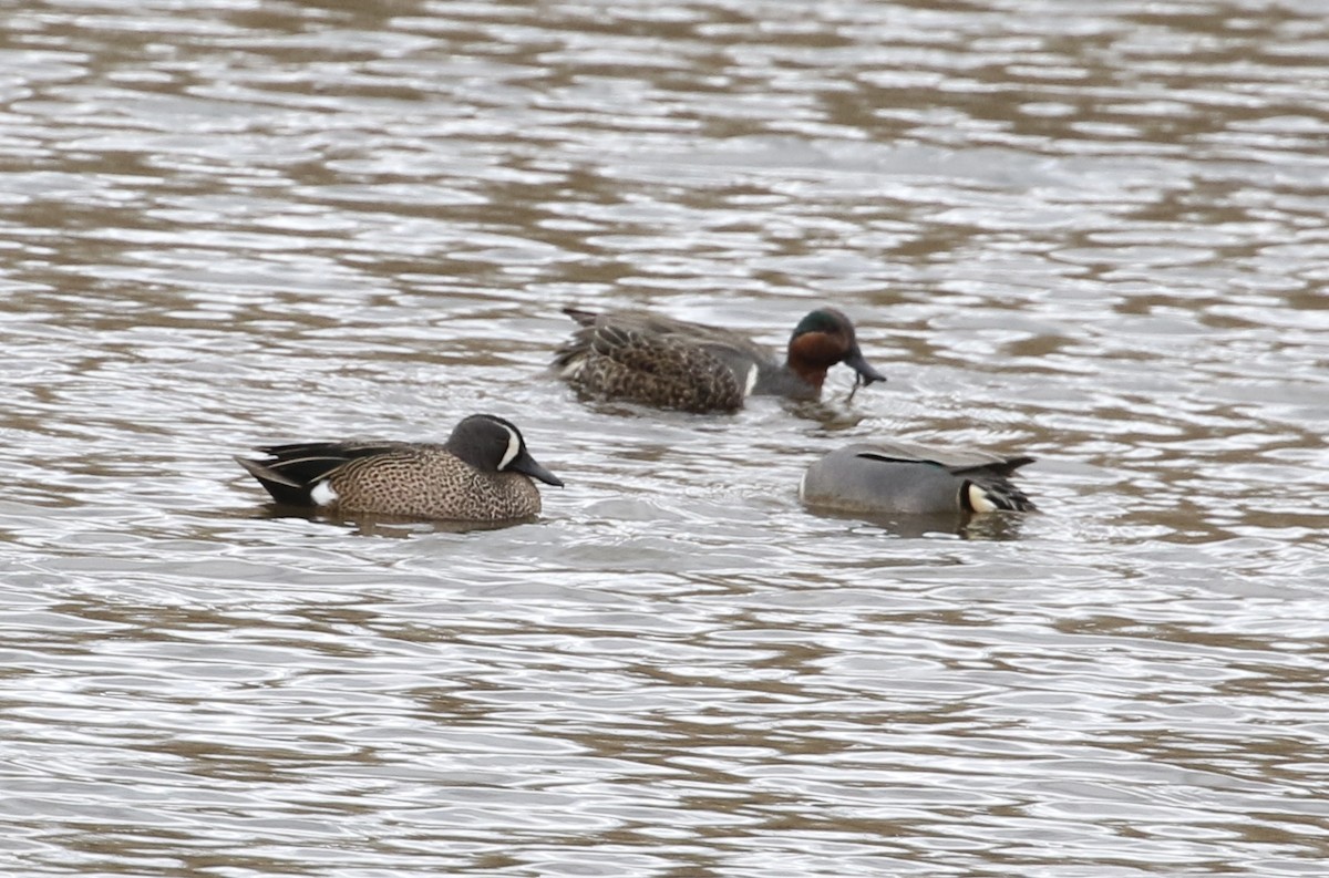 Blue-winged Teal - ML617010124