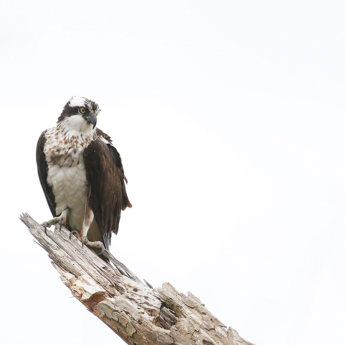 Osprey (carolinensis) - ML617010128