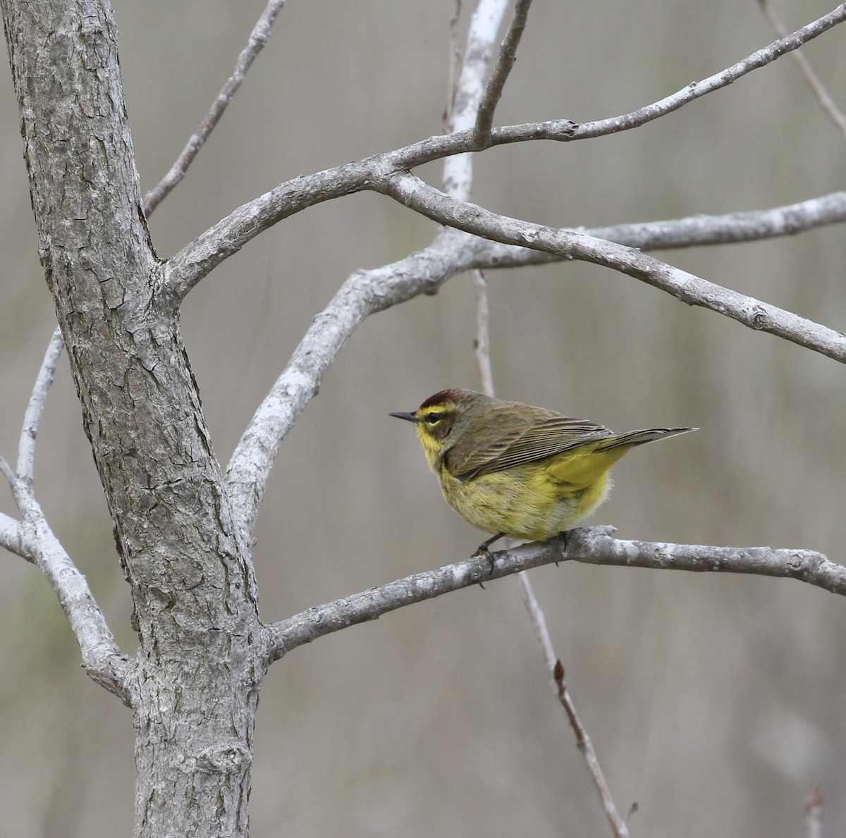 Palm Warbler (Yellow) - ML617010135