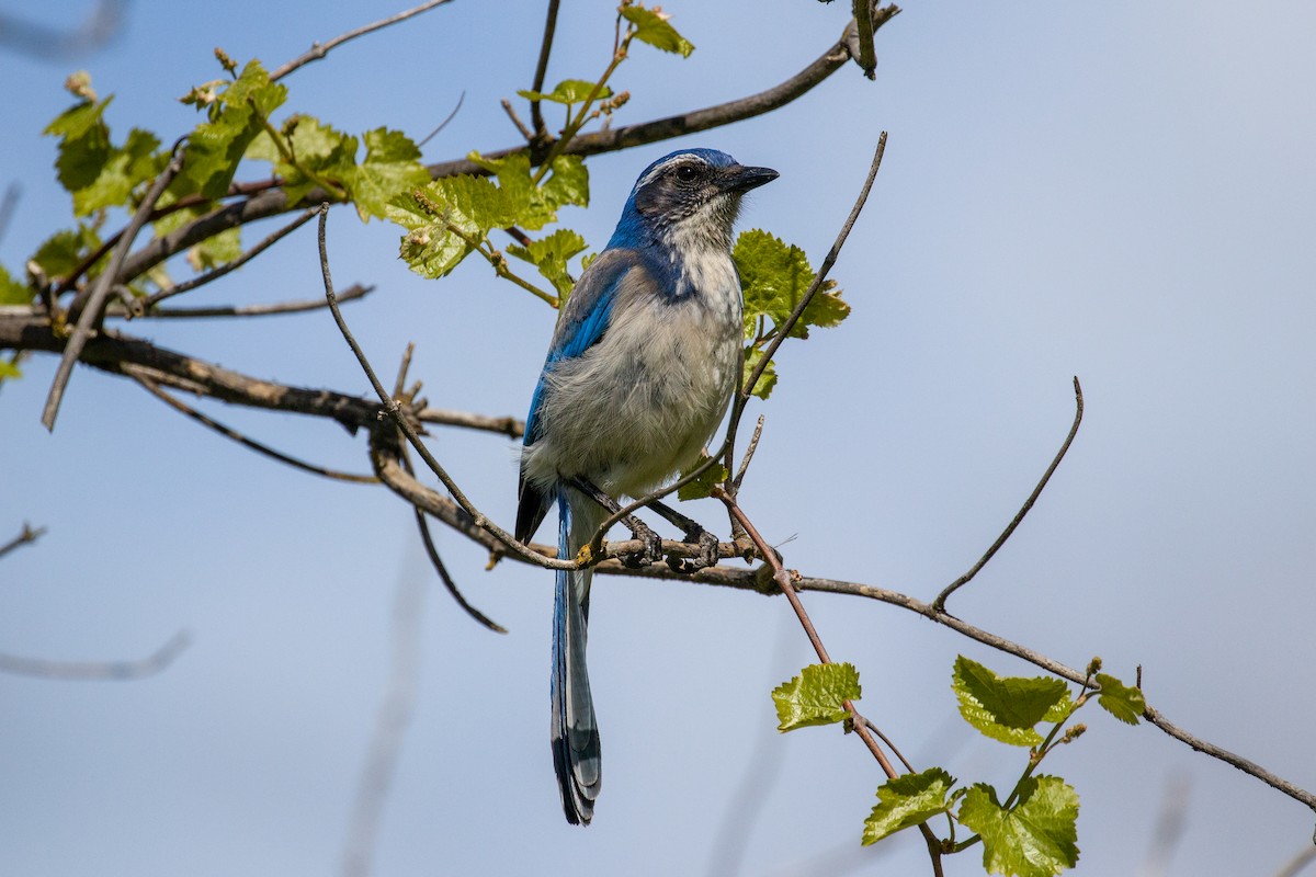 California Scrub-Jay - ML617010162