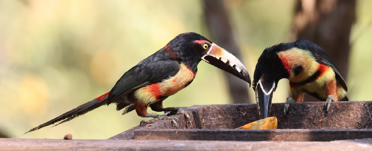 Collared Aracari (Collared) - Wendy Howes