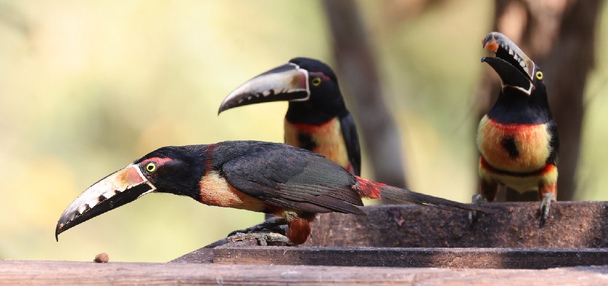 Collared Aracari (Collared) - Wendy Howes