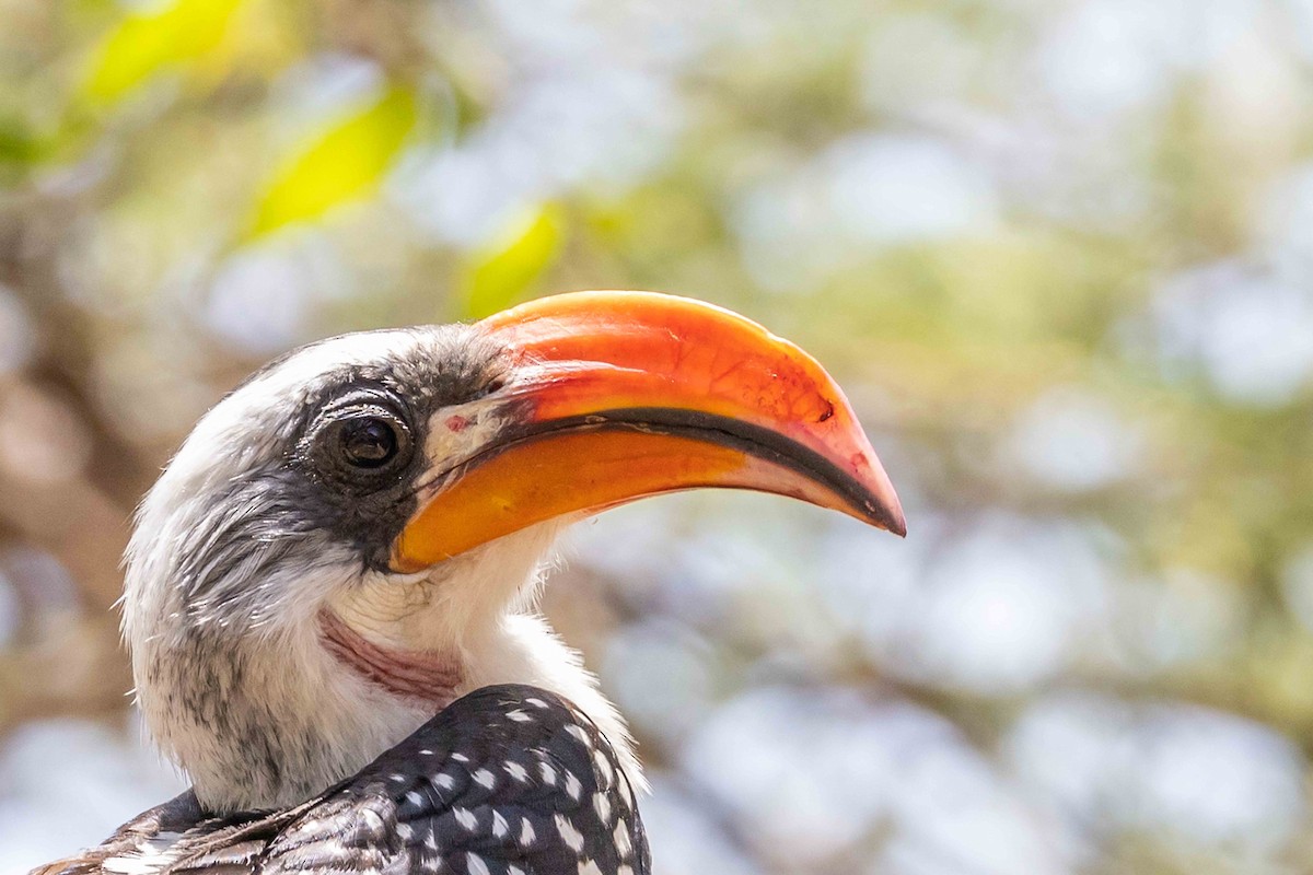 Jackson's Hornbill - ML617010214