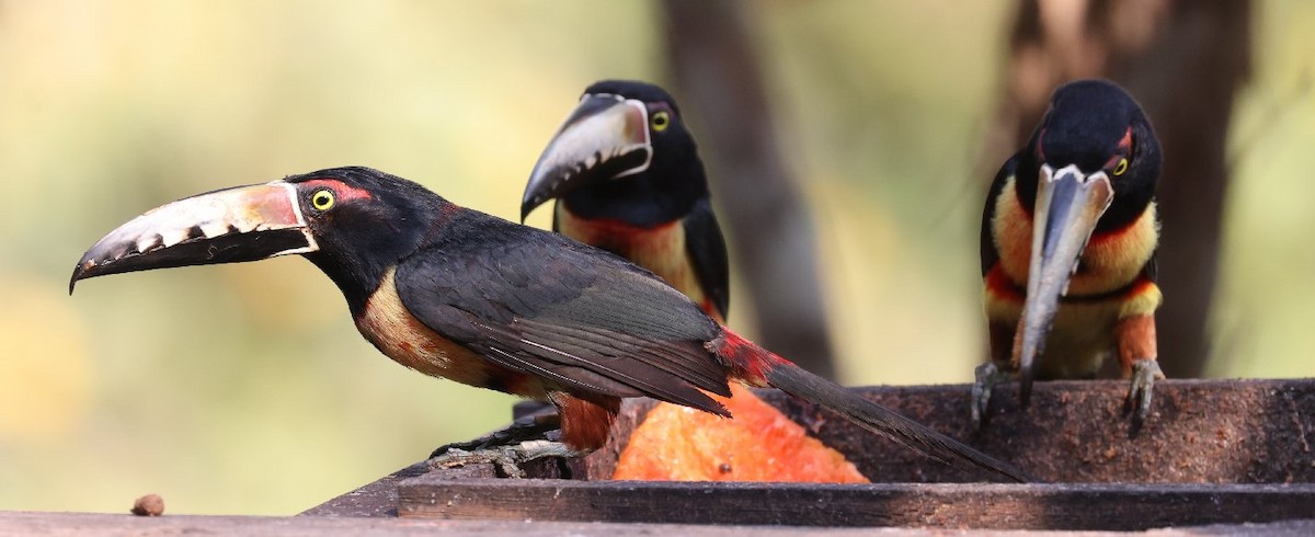 Collared Aracari (Collared) - Wendy Howes