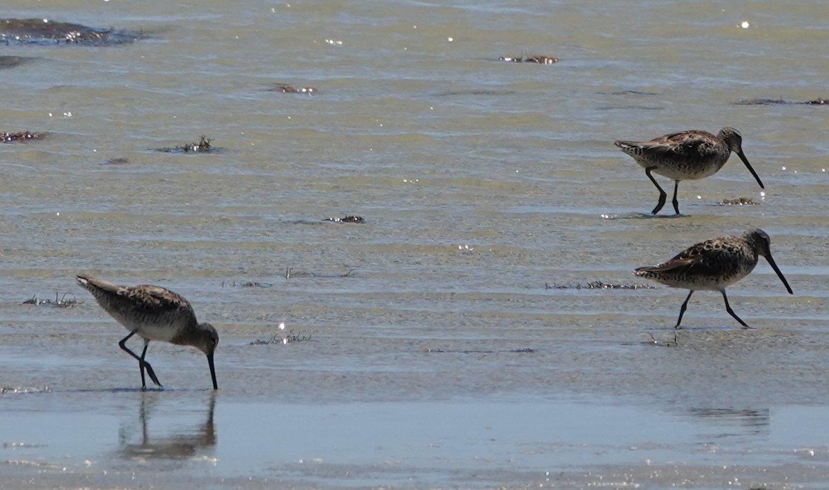 Short-billed Dowitcher - William Boyes